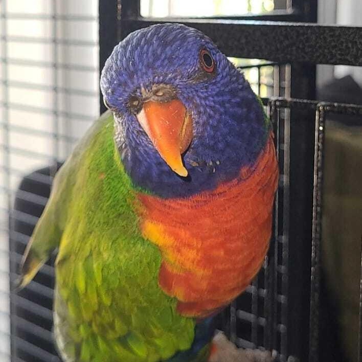 Enlarge Lulu, a Adopted Lory / Lorikeet in San Diego, CA image 2/3