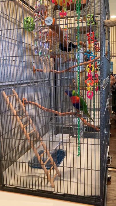 Enlarge Lulu, a Adopted Lory / Lorikeet in San Diego, CA video 3/3