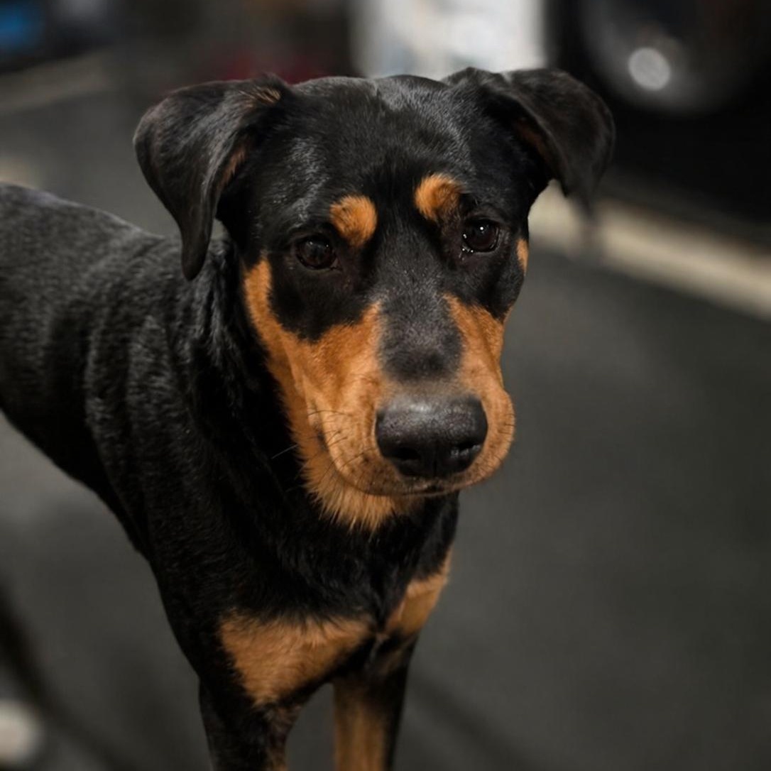 Enlarge Cannoli - Goofy, Loving, Big Personality & a Heart of Gold! Fostered in Natick,MA, an adopted mixed breed in Cambridge, MA image 3/6