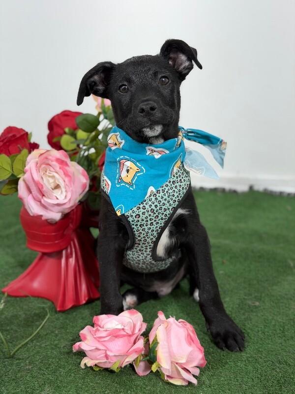 Enlarge Tom-One of our Amazing Rescue Dogs, a Adoptable mixed breed in Palo Alto, CA image 1/1