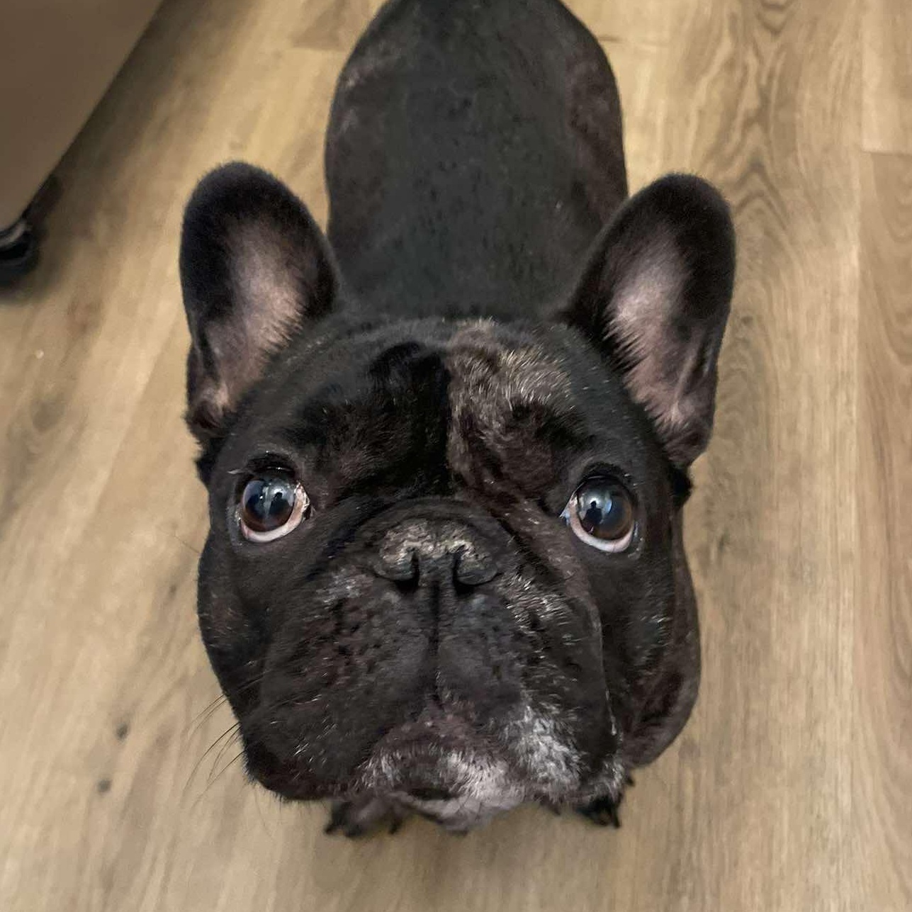 Atreus , a ADOPTABLE French Bulldog in Flintstone, GA image 1/2