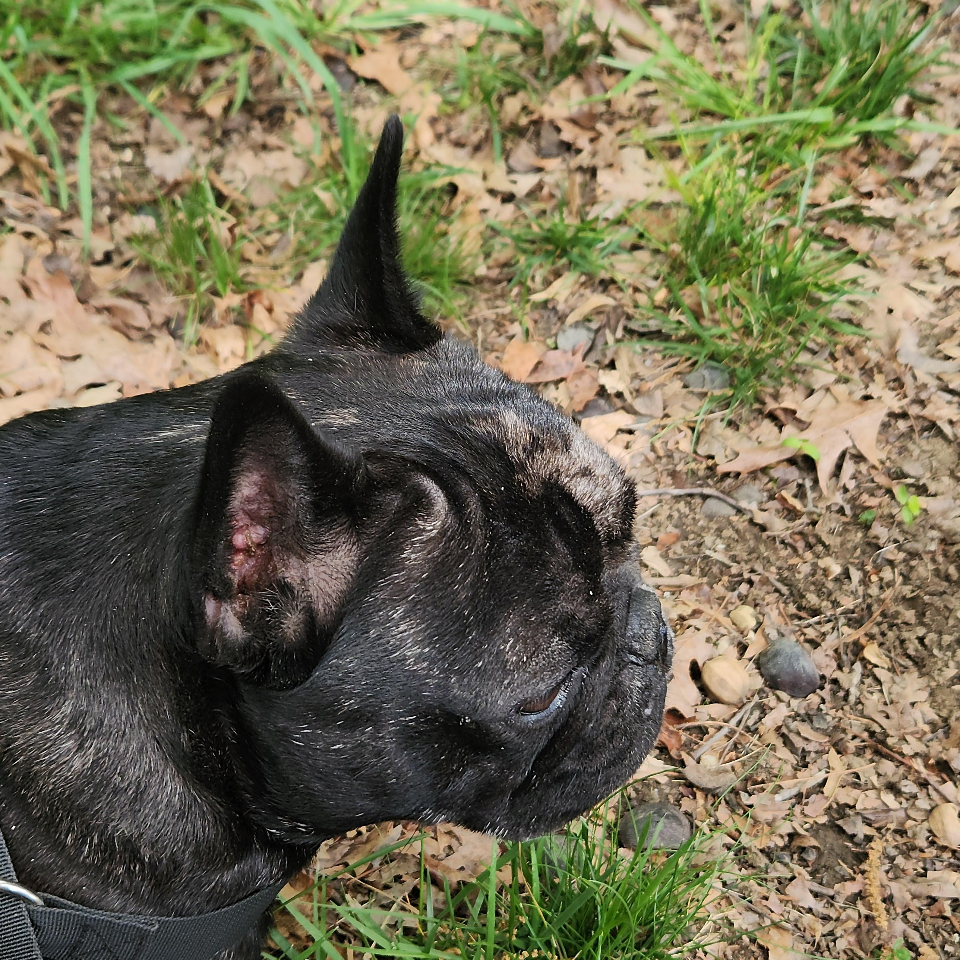 Atreus , a ADOPTABLE French Bulldog in Flintstone, GA image 2/2