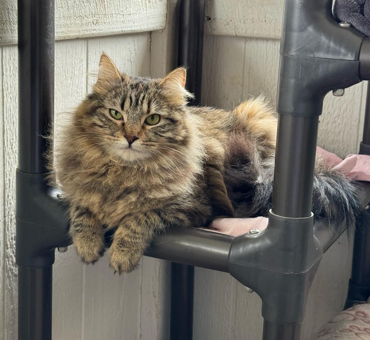 Patsy, Adoptable, Young Female Domestic Medium Hair.