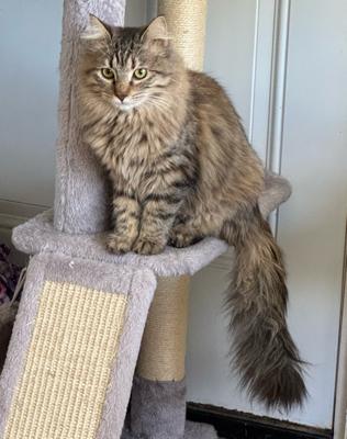 Patsy, a Adoptable Domestic Medium Hair in Temecula, CA image 2/2