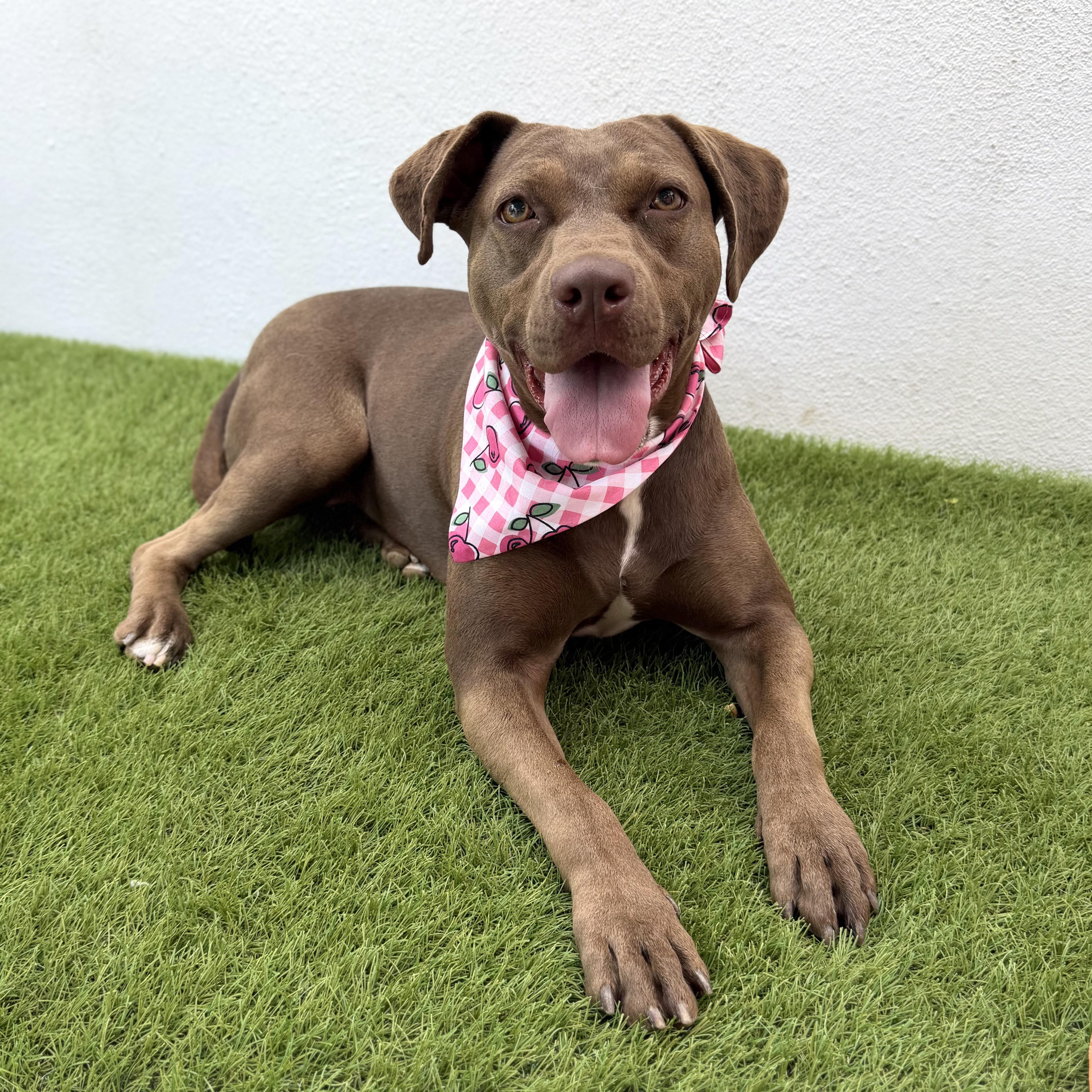 Enlarge CHOCOLATA, a Adoptable mixed breed in La Jolla, CA image 3/6