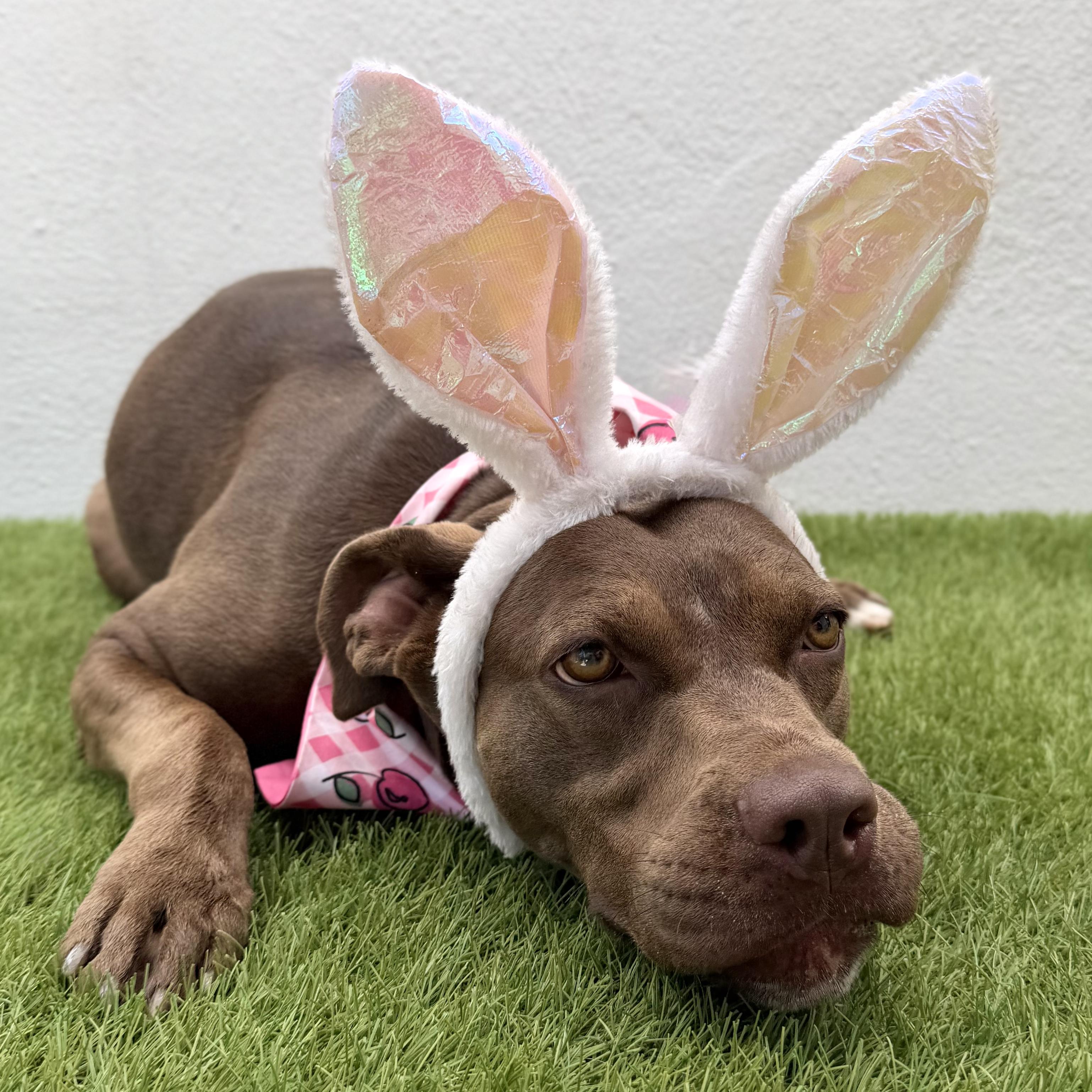Enlarge CHOCOLATA, a Adoptable mixed breed in La Jolla, CA image 1/6