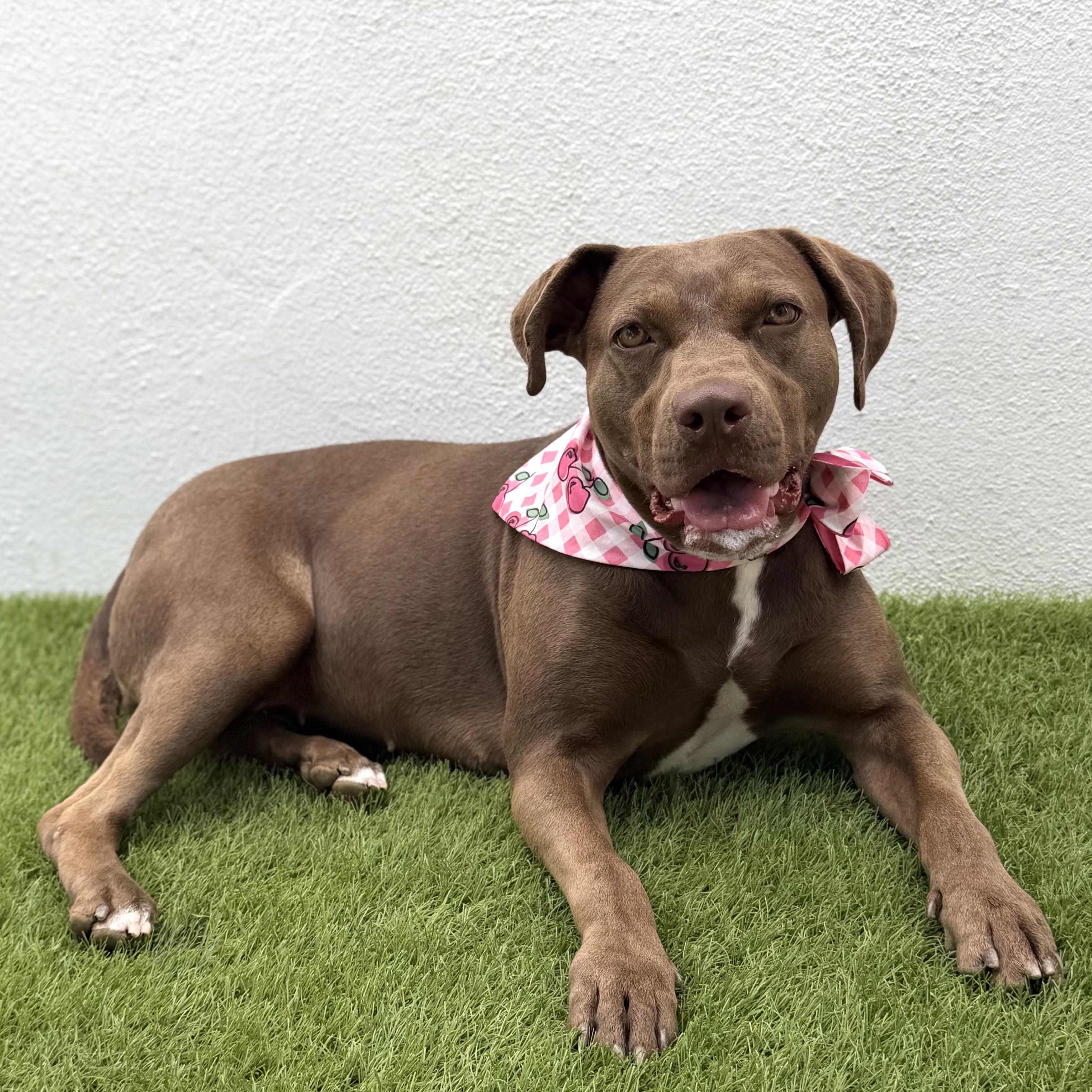 Enlarge CHOCOLATA, a Adoptable mixed breed in La Jolla, CA image 4/6