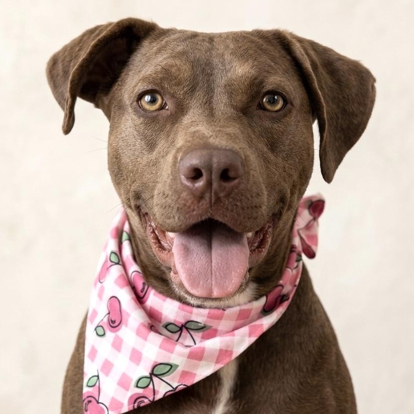 Enlarge CHOCOLATA, a Adoptable mixed breed in La Jolla, CA image 2/6