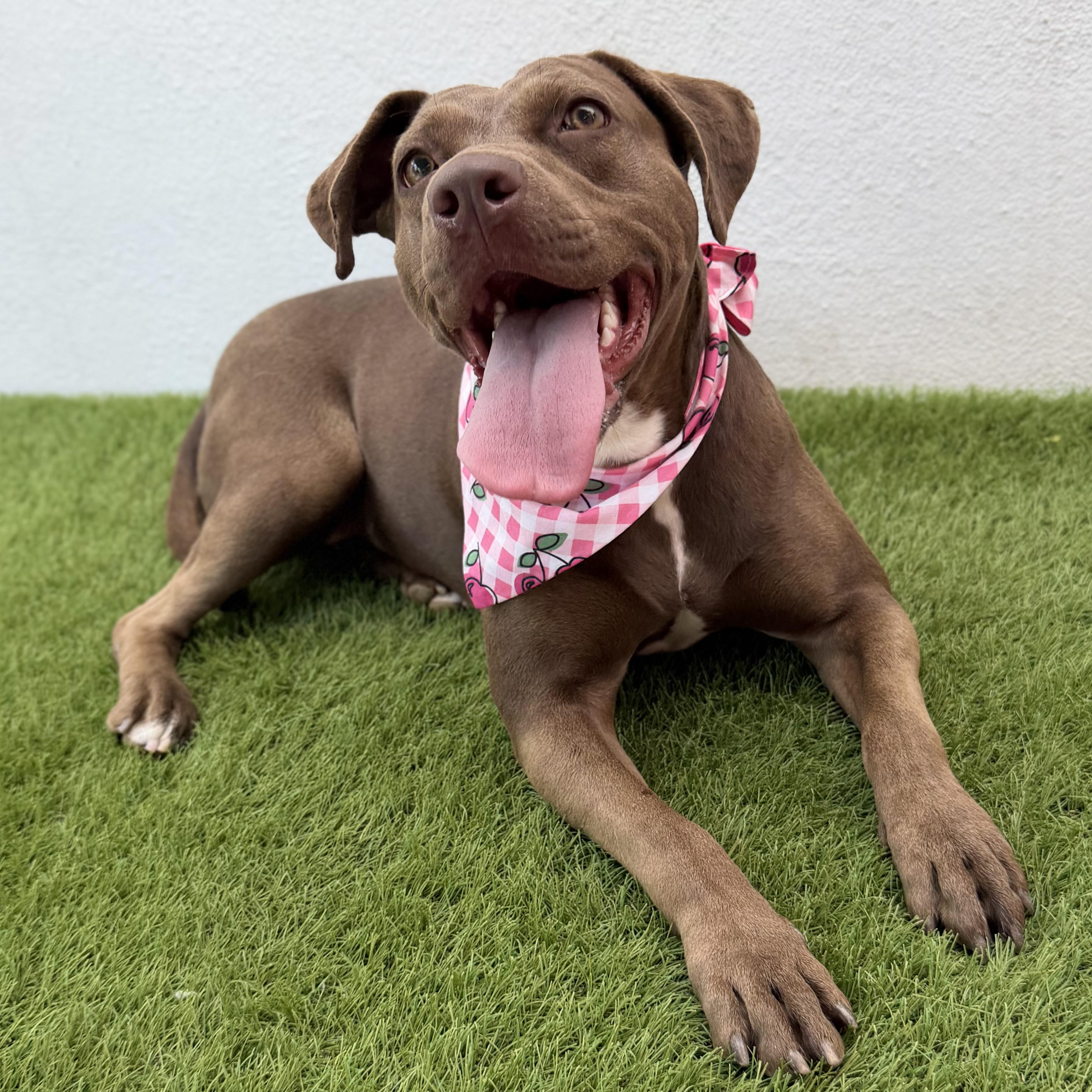 Enlarge CHOCOLATA, a Adoptable mixed breed in La Jolla, CA image 5/6