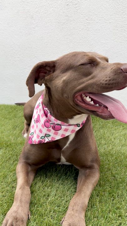 Enlarge CHOCOLATA, a Adoptable mixed breed in La Jolla, CA video 6/6