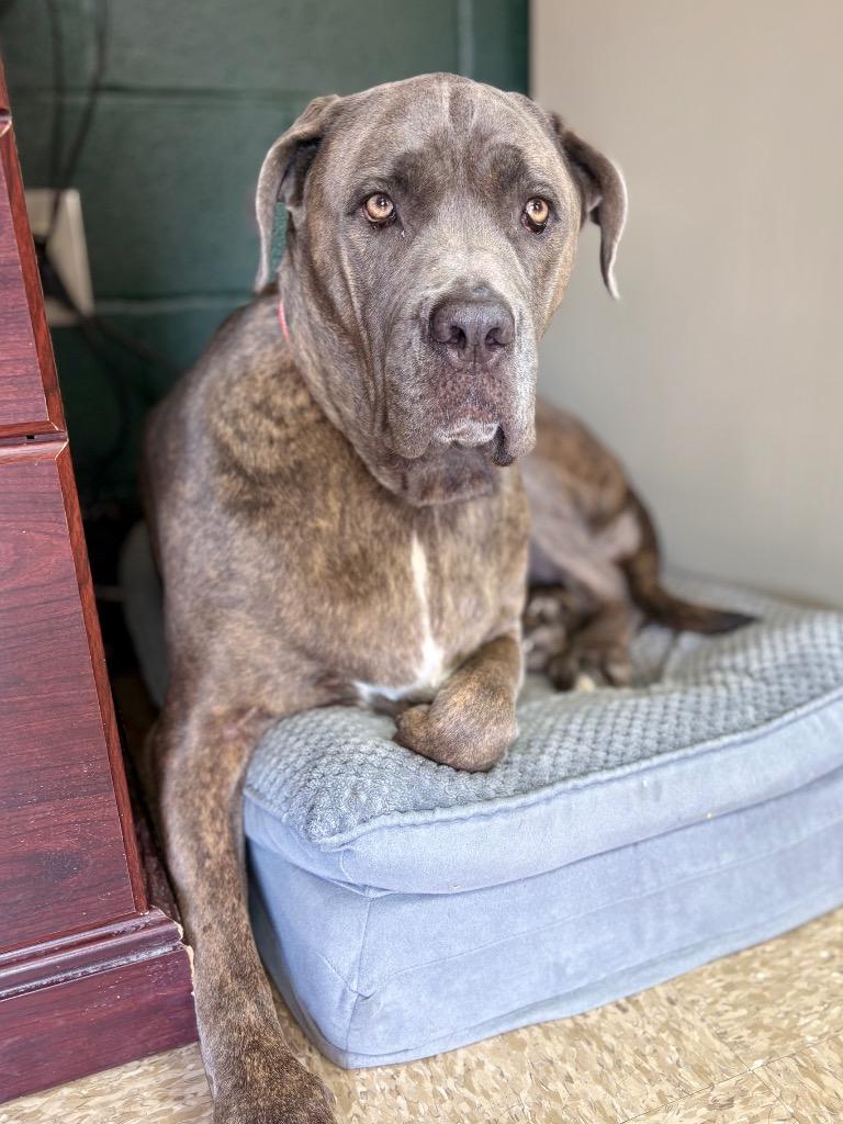 Blue Belle, Adoptable, Adult Female Cane Corso & Mastiff.
