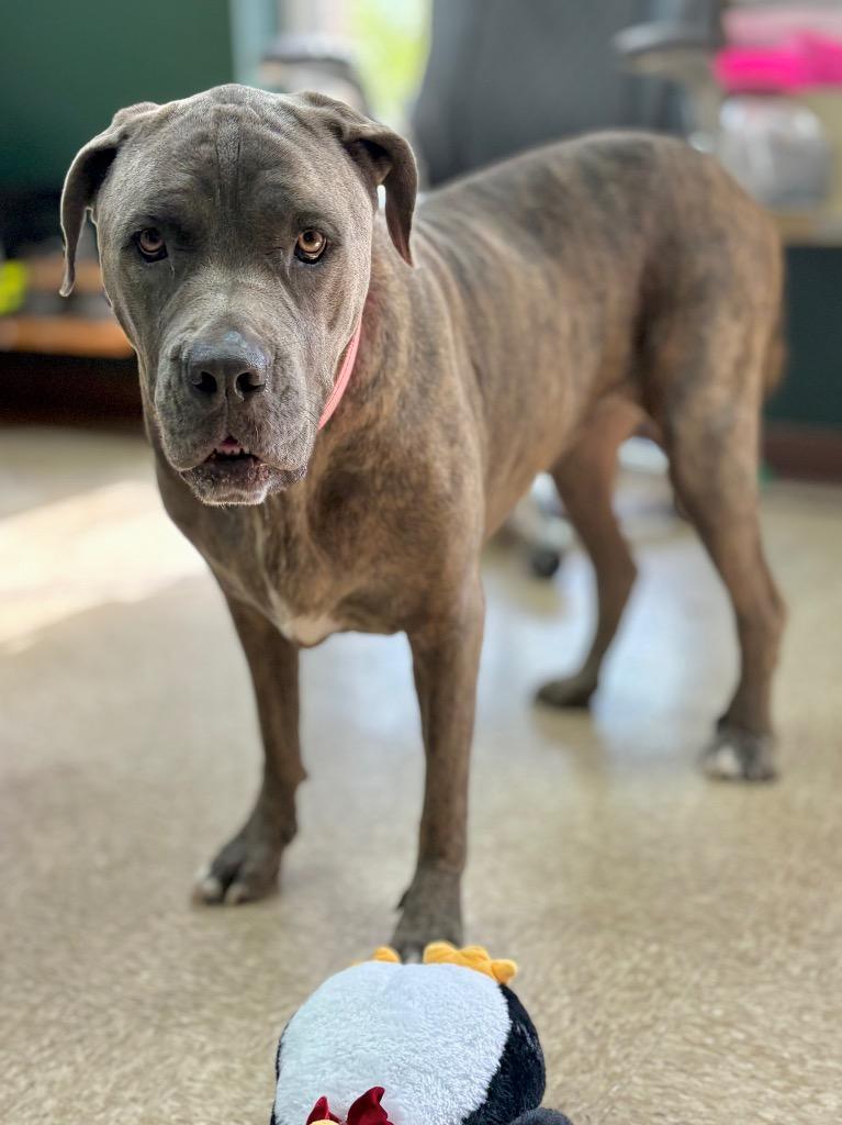 Enlarge Blue Belle, a Adoptable mixed breed in Nacogdoches, TX image 2/3
