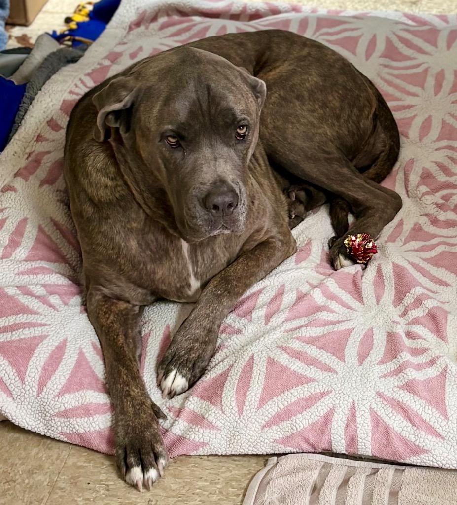 Enlarge Blue Belle, a Adoptable mixed breed in Nacogdoches, TX image 3/3