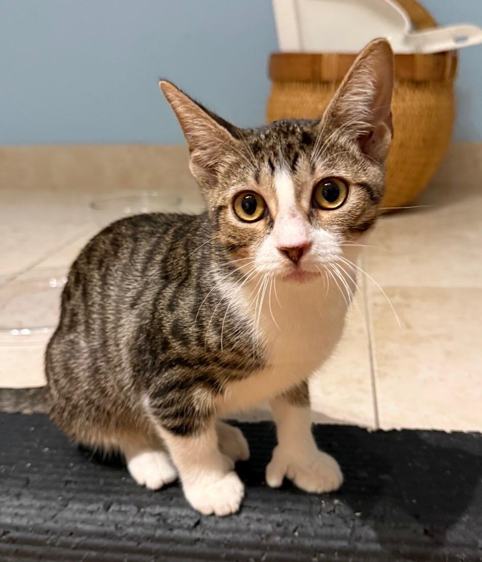 Mr Leo & Mr. Remi BONDED, Adoptable, Kitten Male Domestic Short Hair.