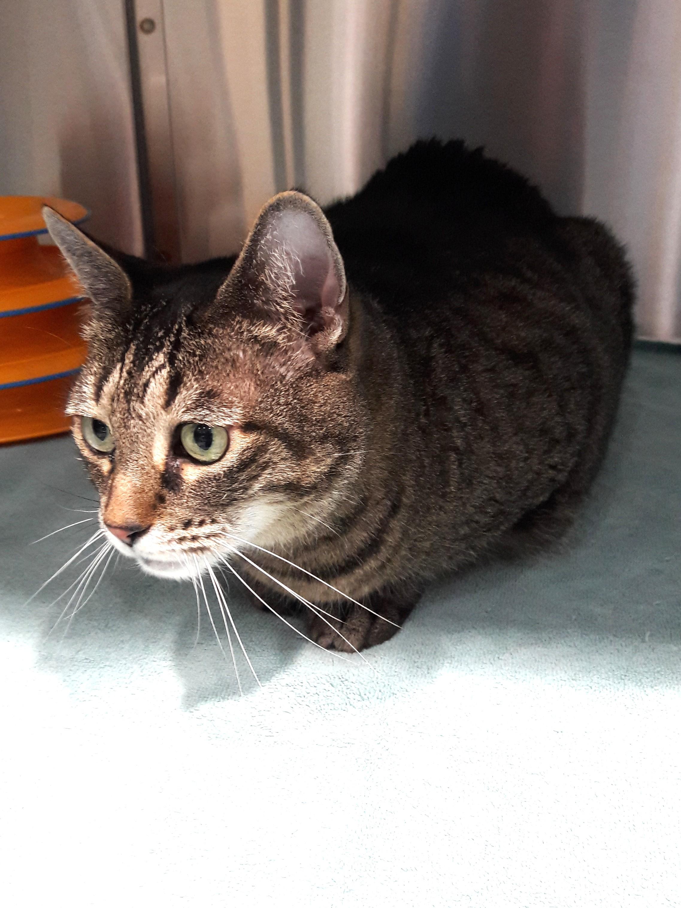 Enlarge Betsy, a Adoptable Domestic Short Hair in Mesquite, NV image 2/2