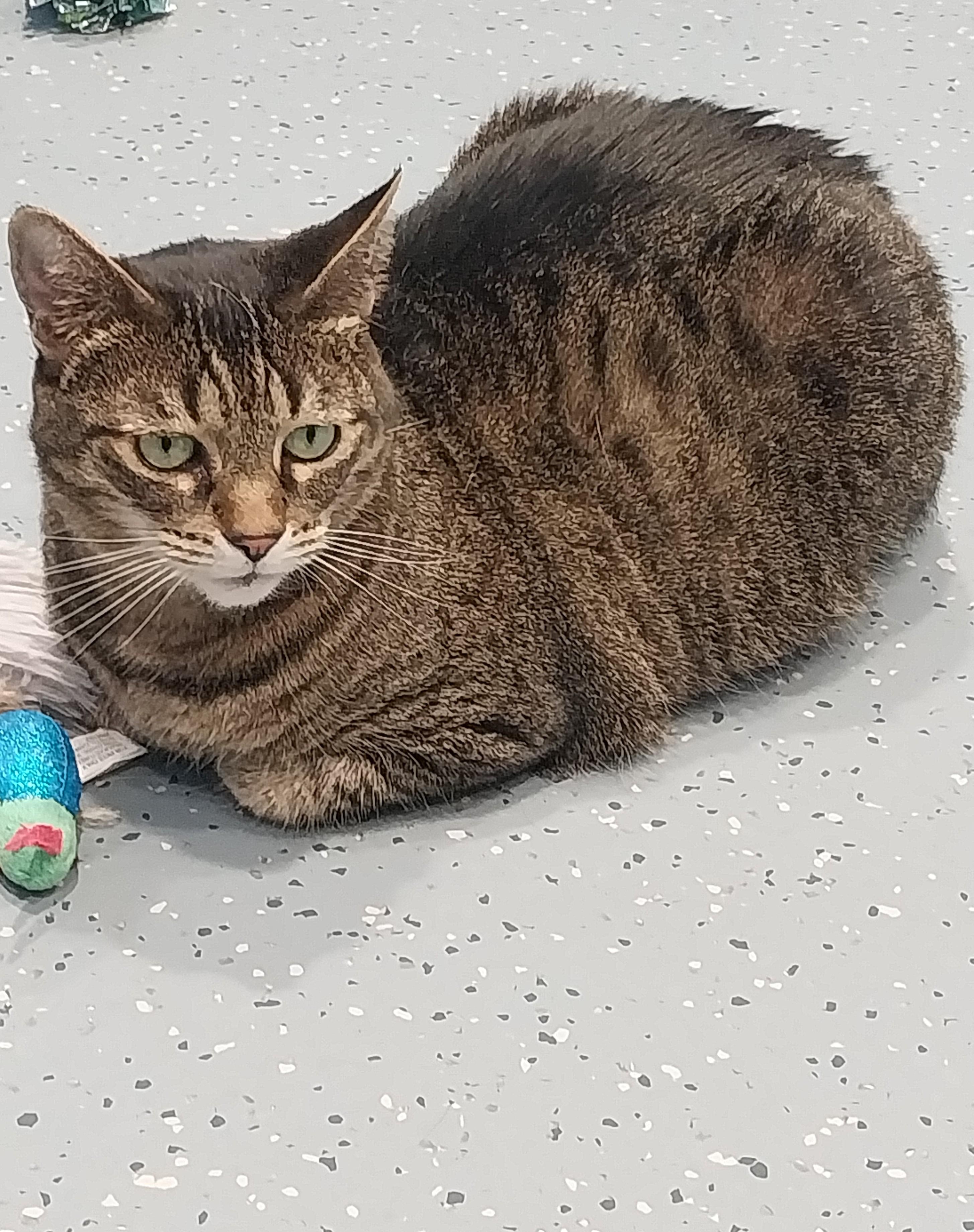 Betsy, Adoptable, Senior Female Domestic Short Hair.