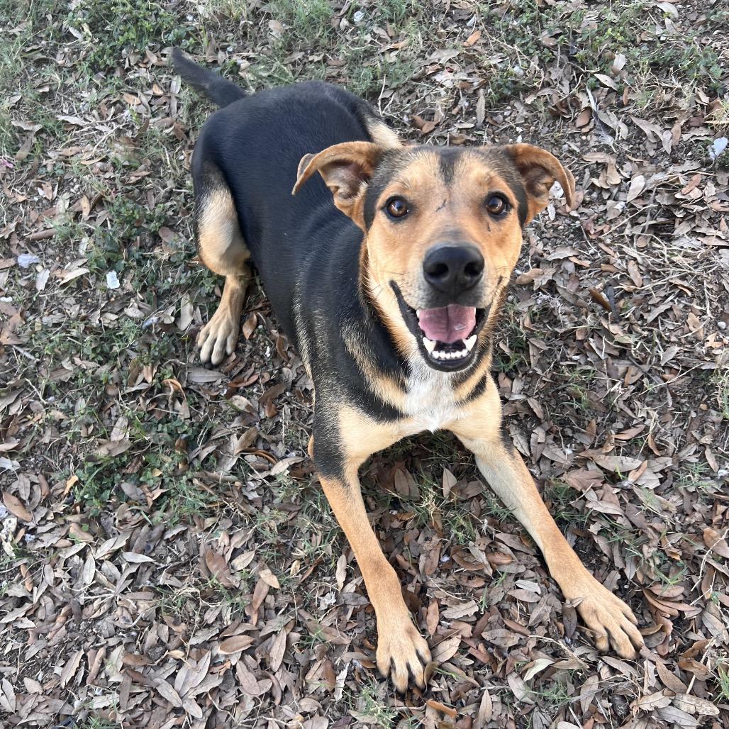Tagger, Adoptable, Adult Male Shepherd.