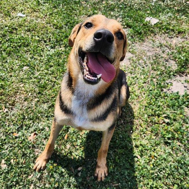 Tagger, Adoptable, Adult Male Shepherd & Mixed Breed.