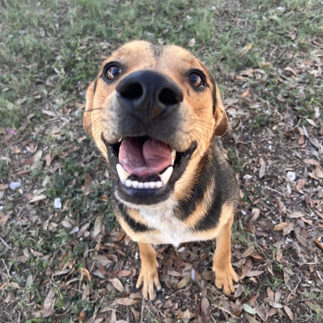 Tagger, Adoptable, Adult Male Shepherd.