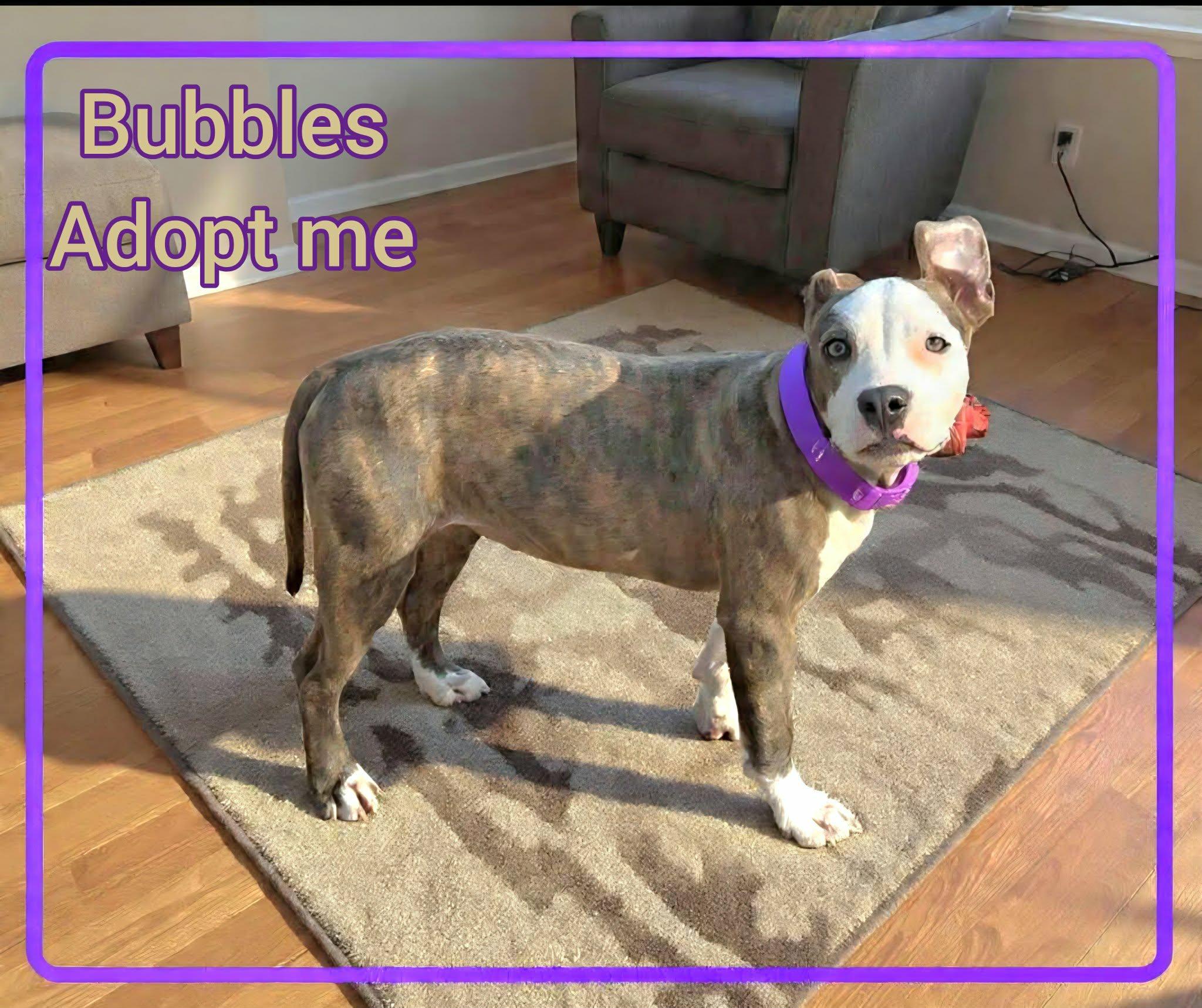 Bubbles, a ADOPTABLE Pit Bull Terrier in Grove, OK image 2/4