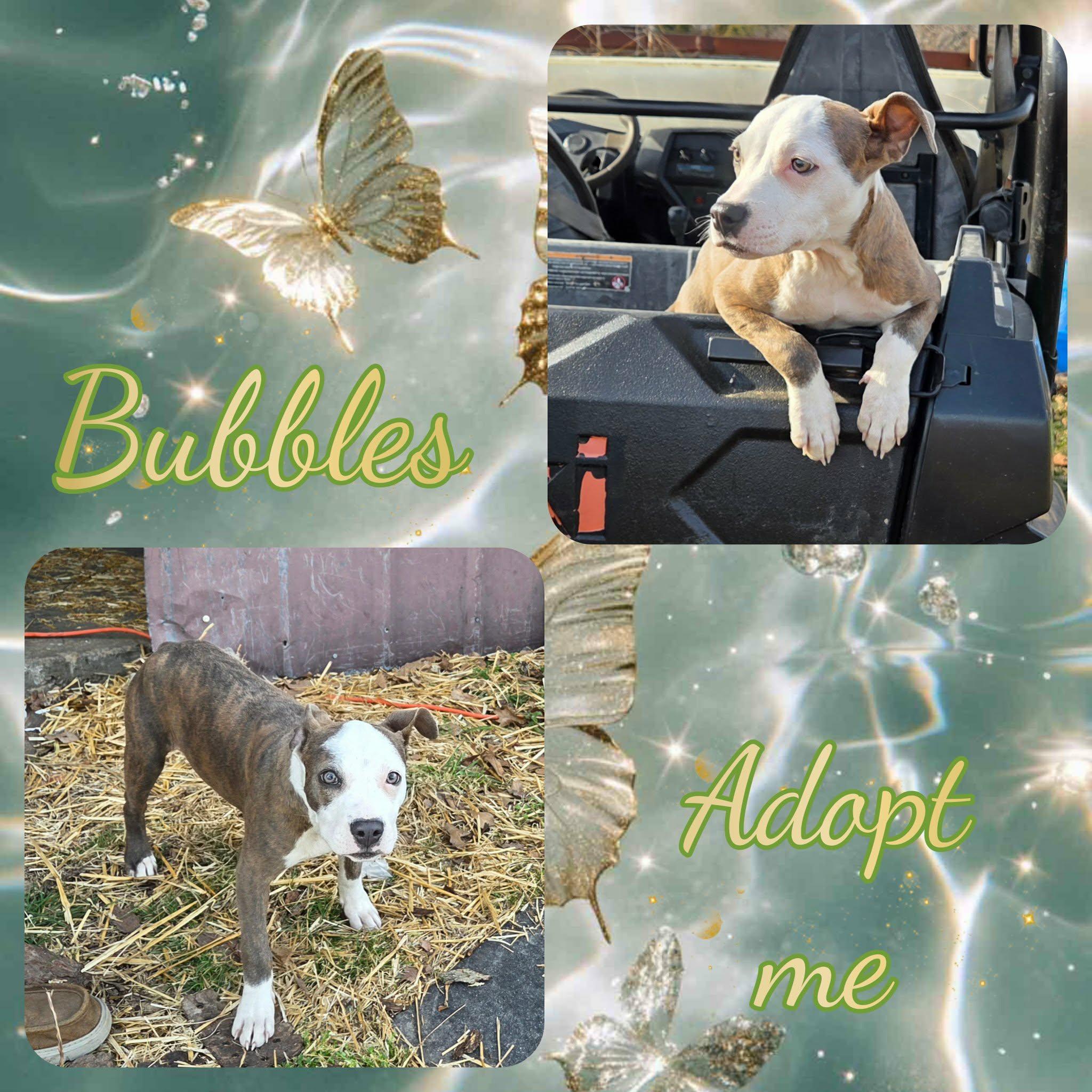 Bubbles, a ADOPTABLE Pit Bull Terrier in Grove, OK image 3/4