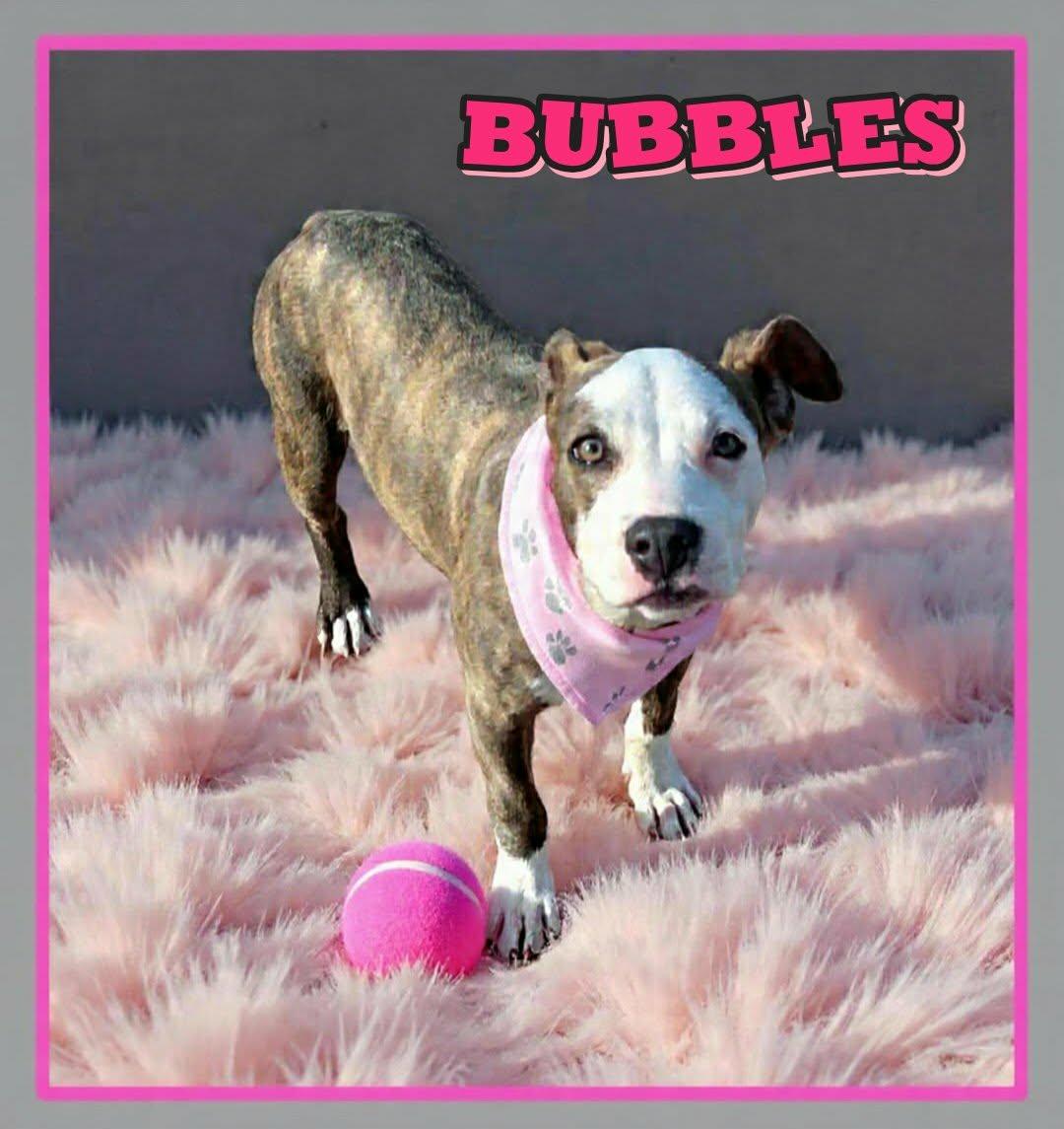 Bubbles, ADOPTABLE, Puppy Female Pit Bull Terrier.