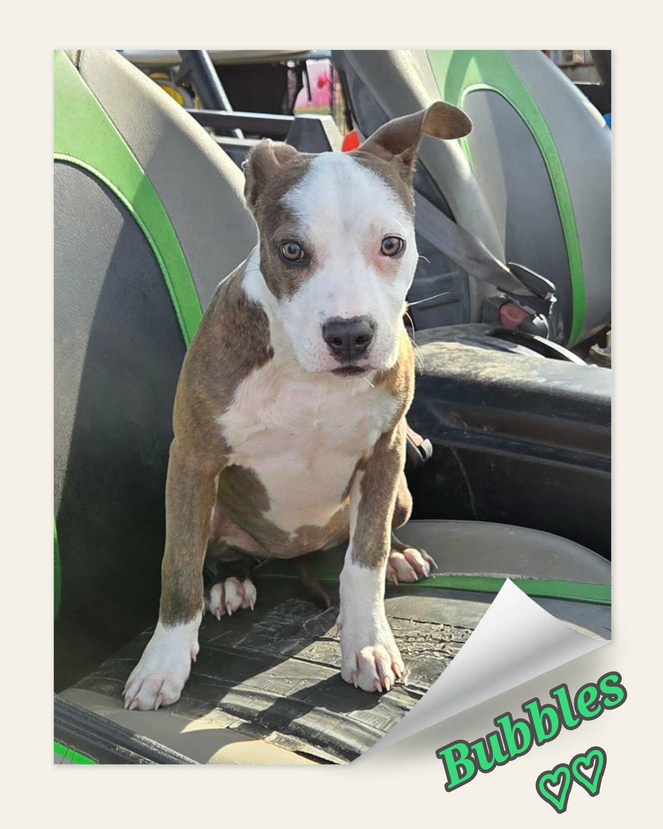 Bubbles, a ADOPTABLE Pit Bull Terrier in Grove, OK image 4/4