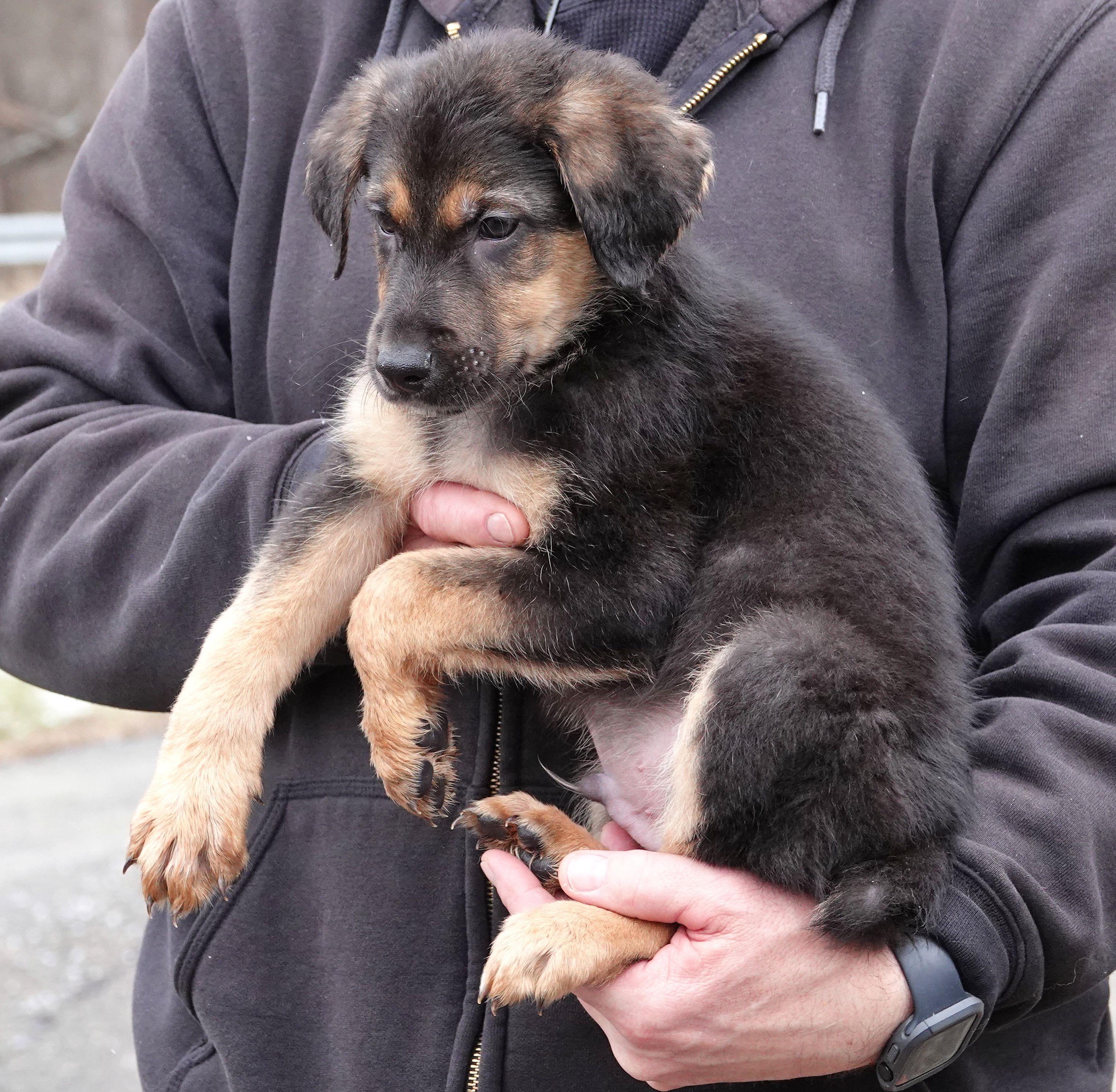 Enlarge Jameson - ADOPTED, an adopted mixed breed in Millfield, OH image 2/2