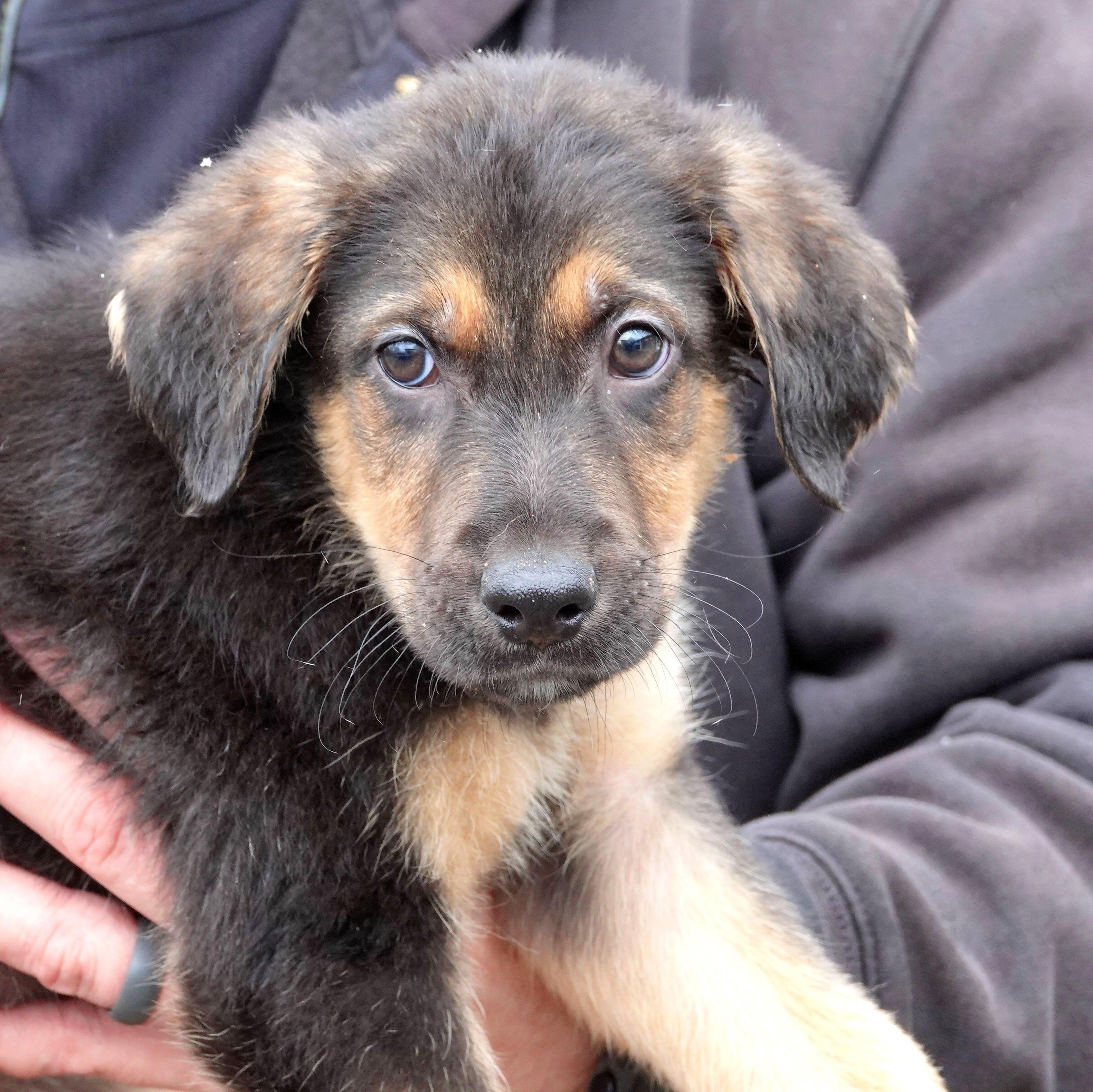 Enlarge Jameson - ADOPTED, an adopted mixed breed in Millfield, OH image 1/2