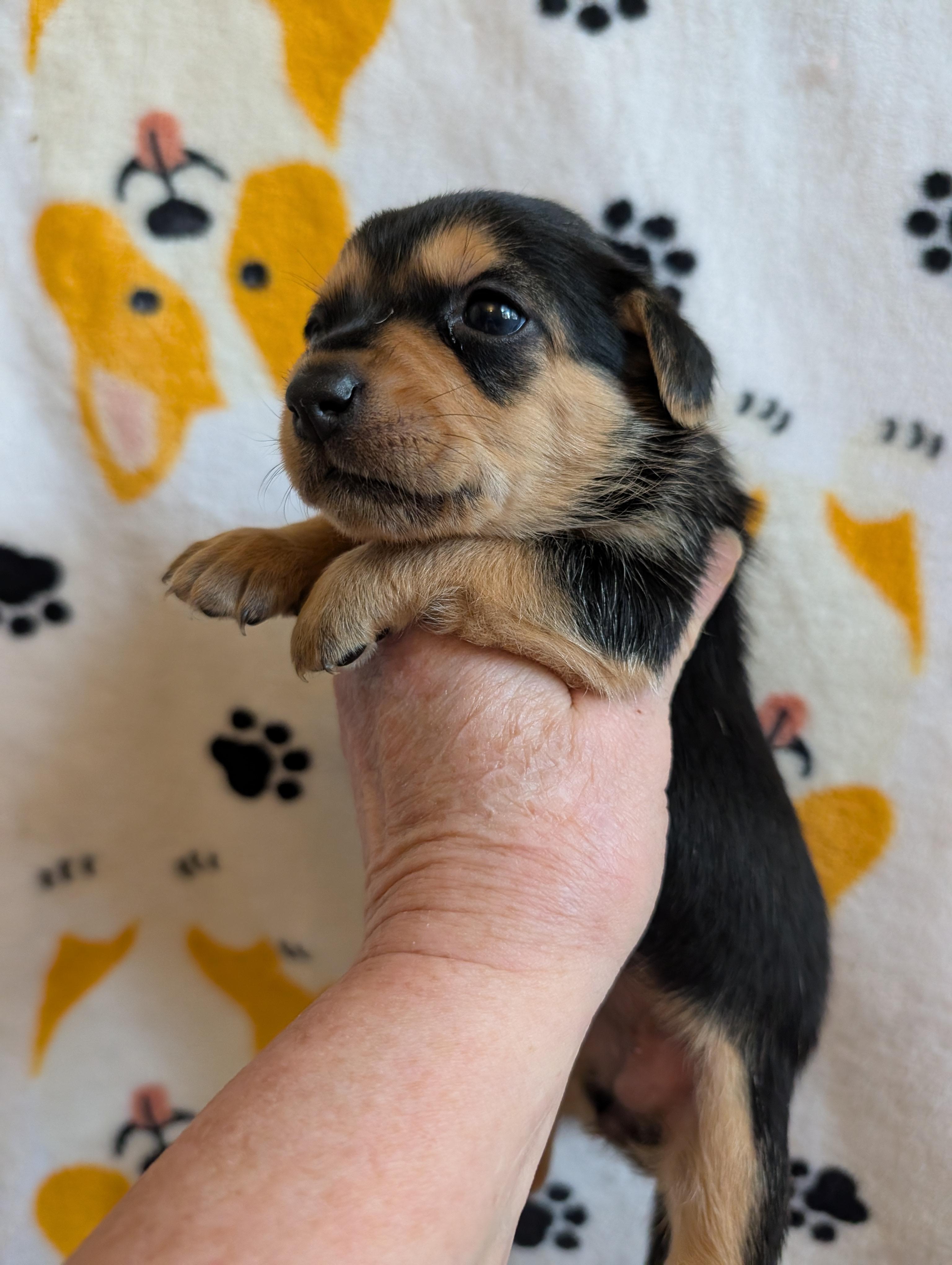 Enlarge CASSIE, a ADOPTABLE mixed breed in Browns Mills, NJ image 3/4