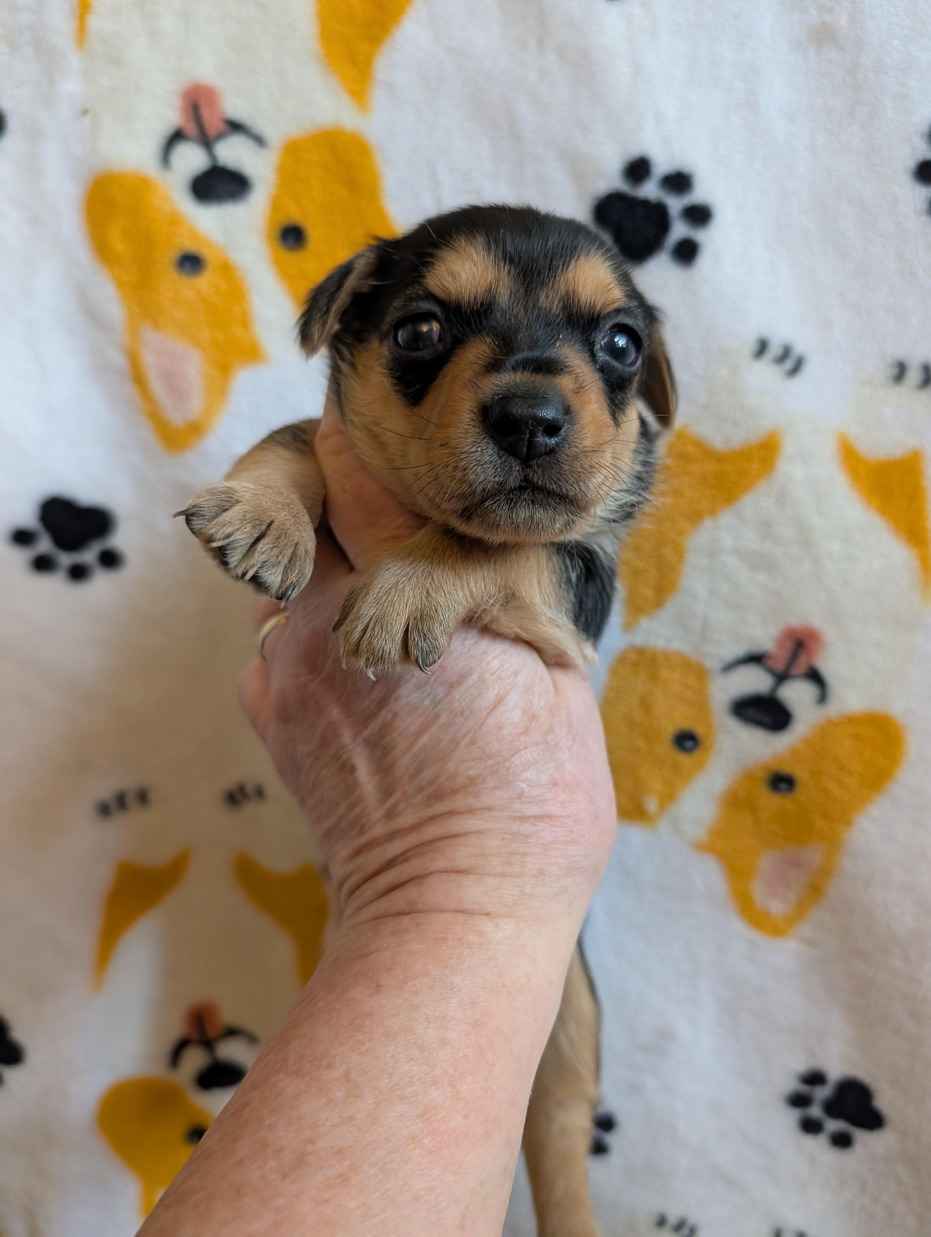 Enlarge CASSIE, a ADOPTABLE mixed breed in Browns Mills, NJ image 4/4