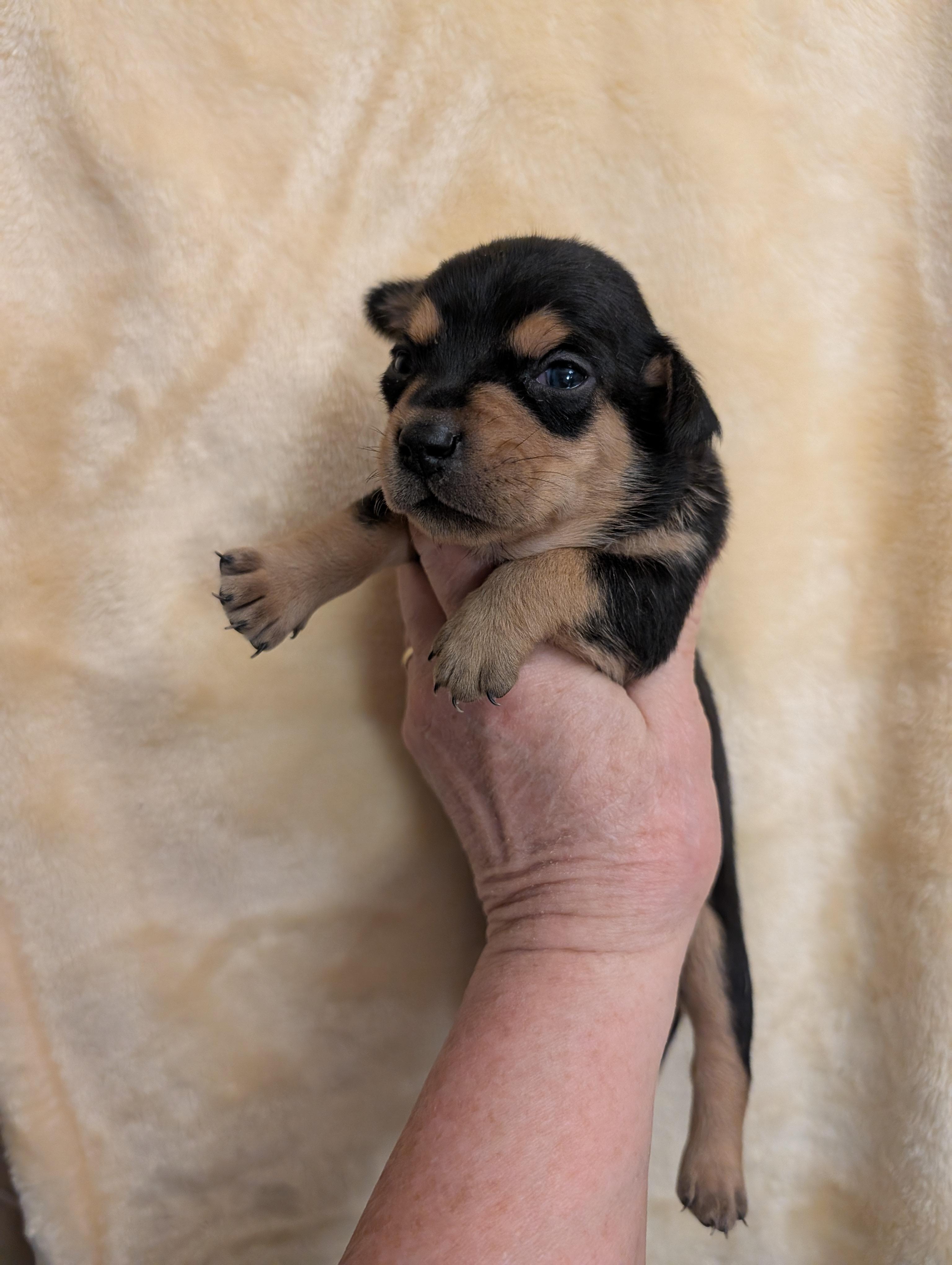 CASSIE, ADOPTABLE, Puppy Female Chiweenie.