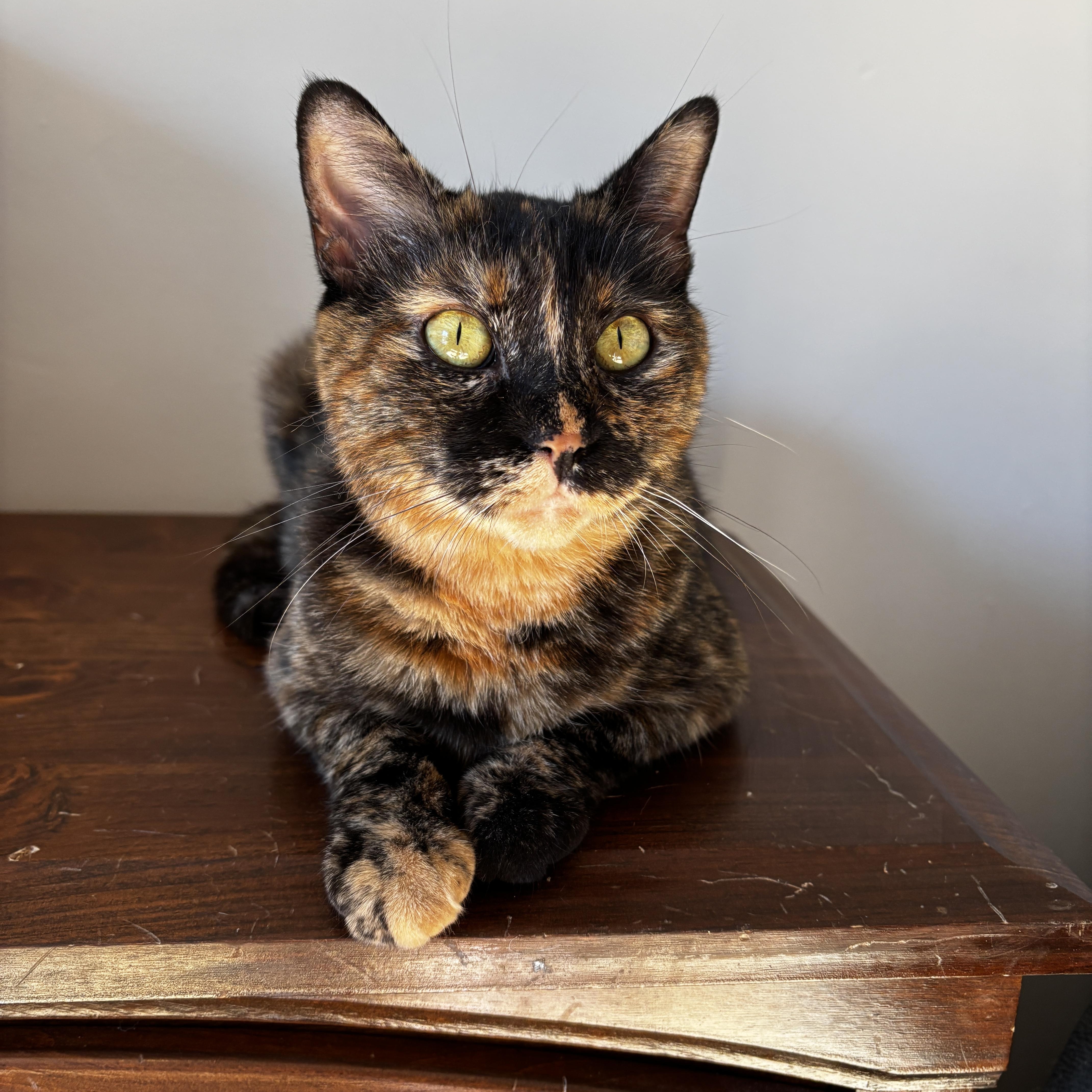 REBEL, Adoptable, Adult Female Tortoiseshell.