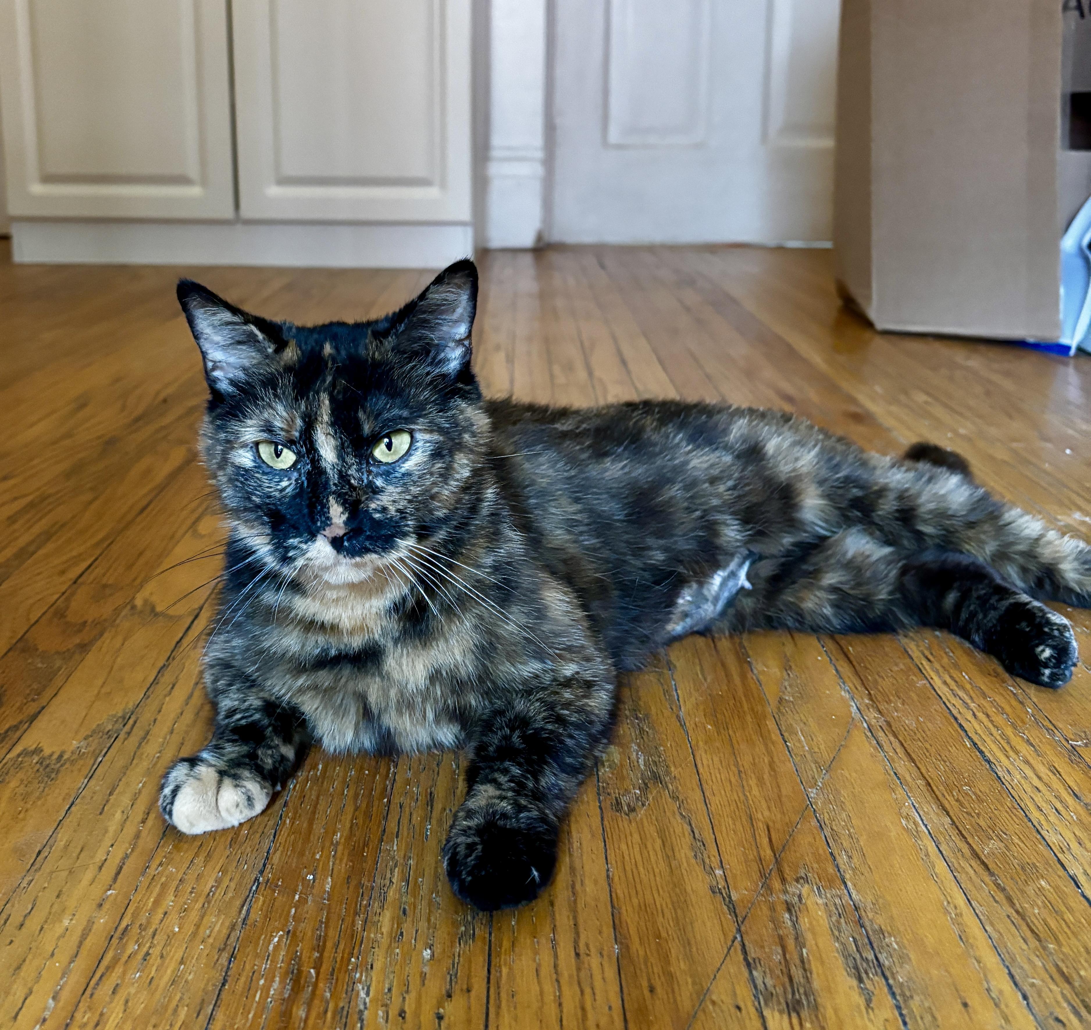 REBEL, a Adoptable Tortoiseshell in Shakespeare, ON image 5/6