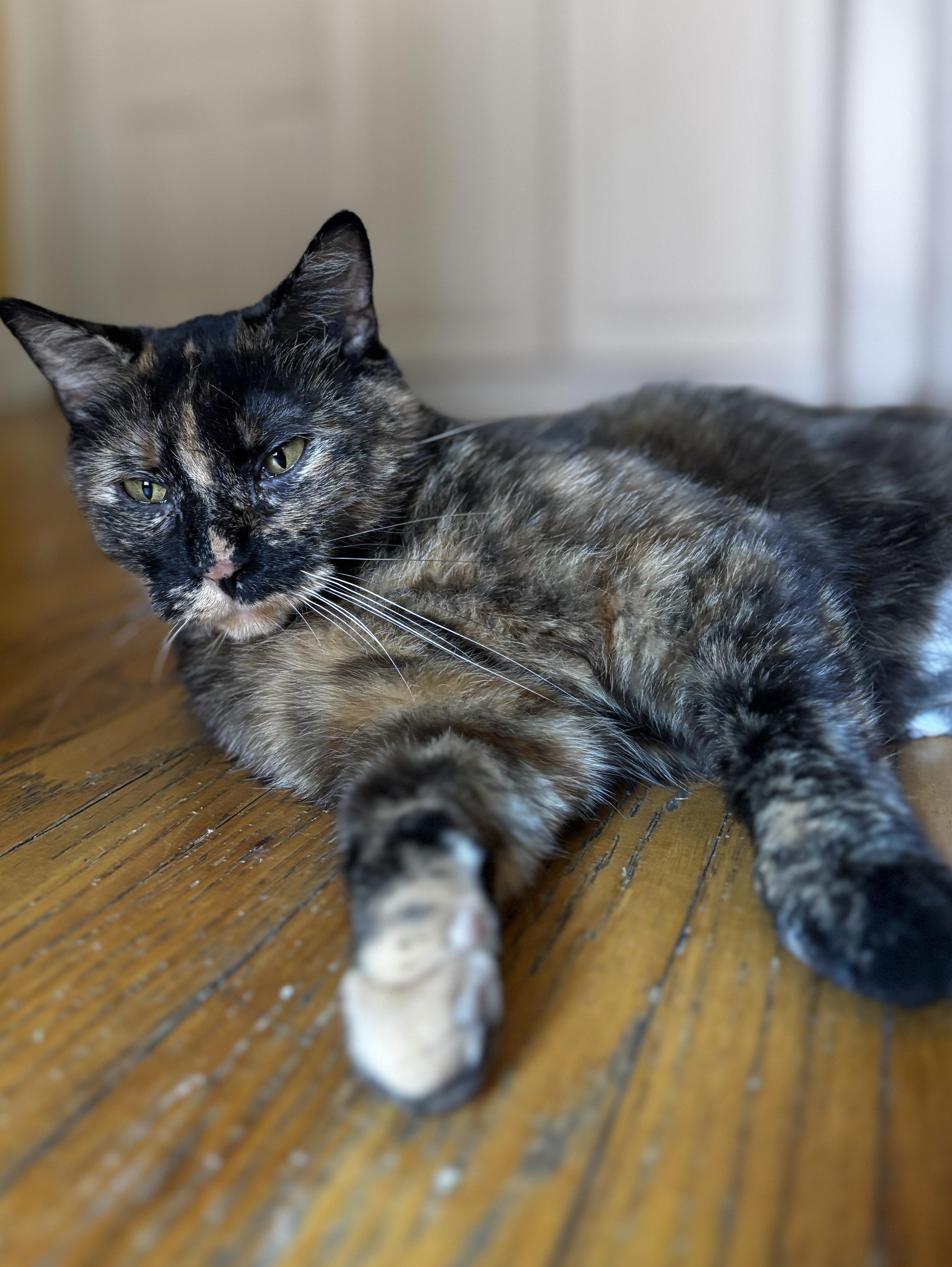 REBEL, a Adoptable Tortoiseshell in Shakespeare, ON image 6/6