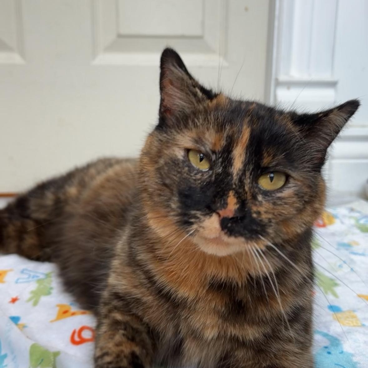 REBEL, a Adoptable Tortoiseshell in Shakespeare, ON image 2/6