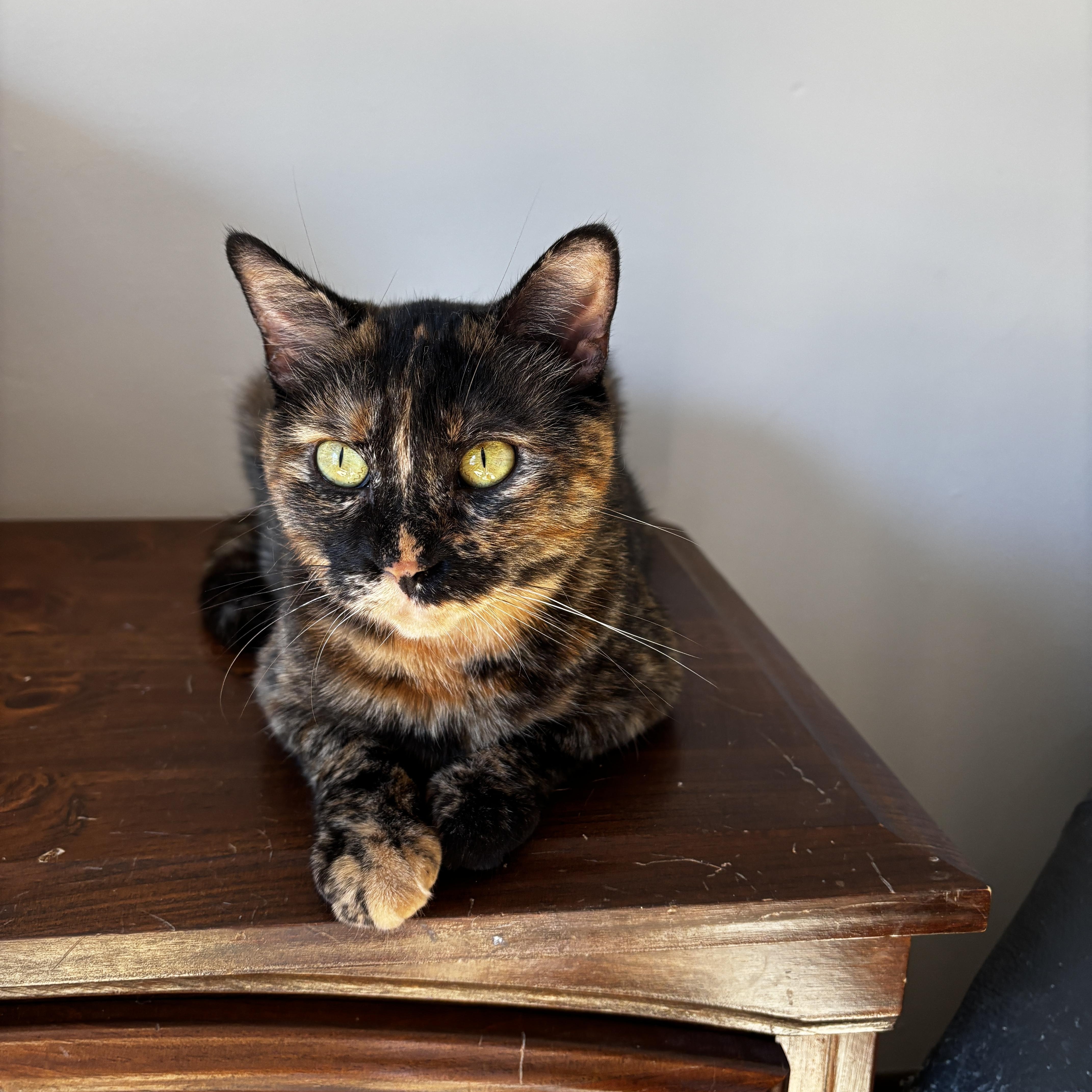 REBEL, a Adoptable Tortoiseshell in Shakespeare, ON image 3/6