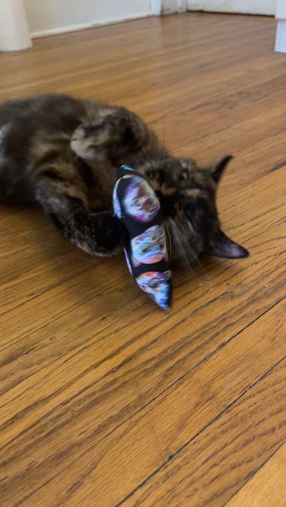 Enlarge REBEL, a Adoptable Tortoiseshell in Shakespeare, ON video 4/6