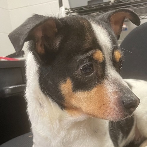 Lucy, a Adoptable Fox Terrier in Fresno, CA image 5/6