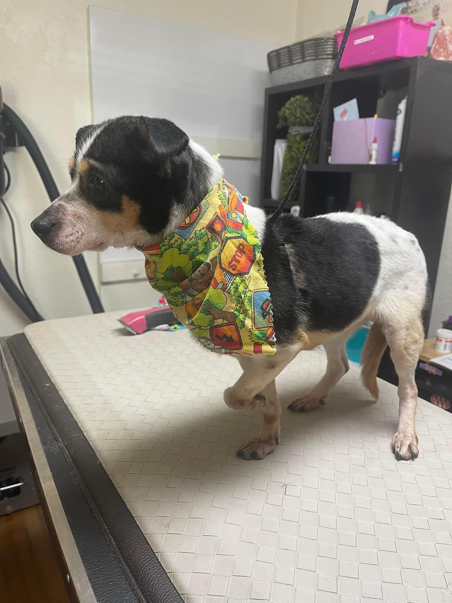 Lucy, a Adoptable Fox Terrier in Fresno, CA image 4/6