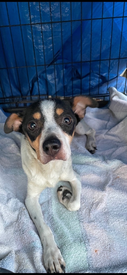Lucy, a Adoptable Fox Terrier in Fresno, CA image 6/6
