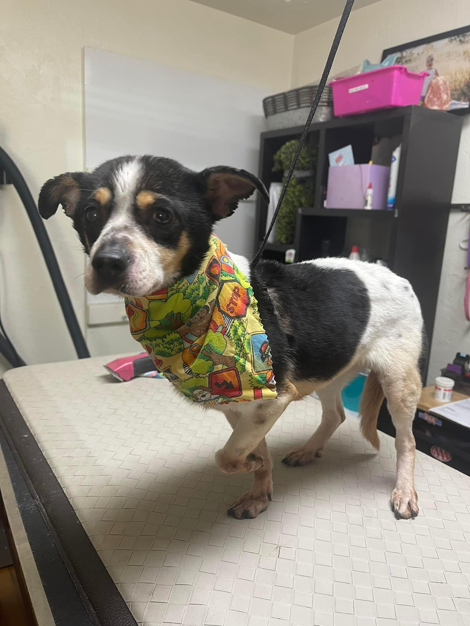 Lucy, a Adoptable Fox Terrier in Fresno, CA image 1/6