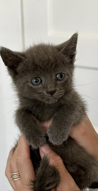 Poppy, an adopted mixed breed in Stamford, CT image 2/4