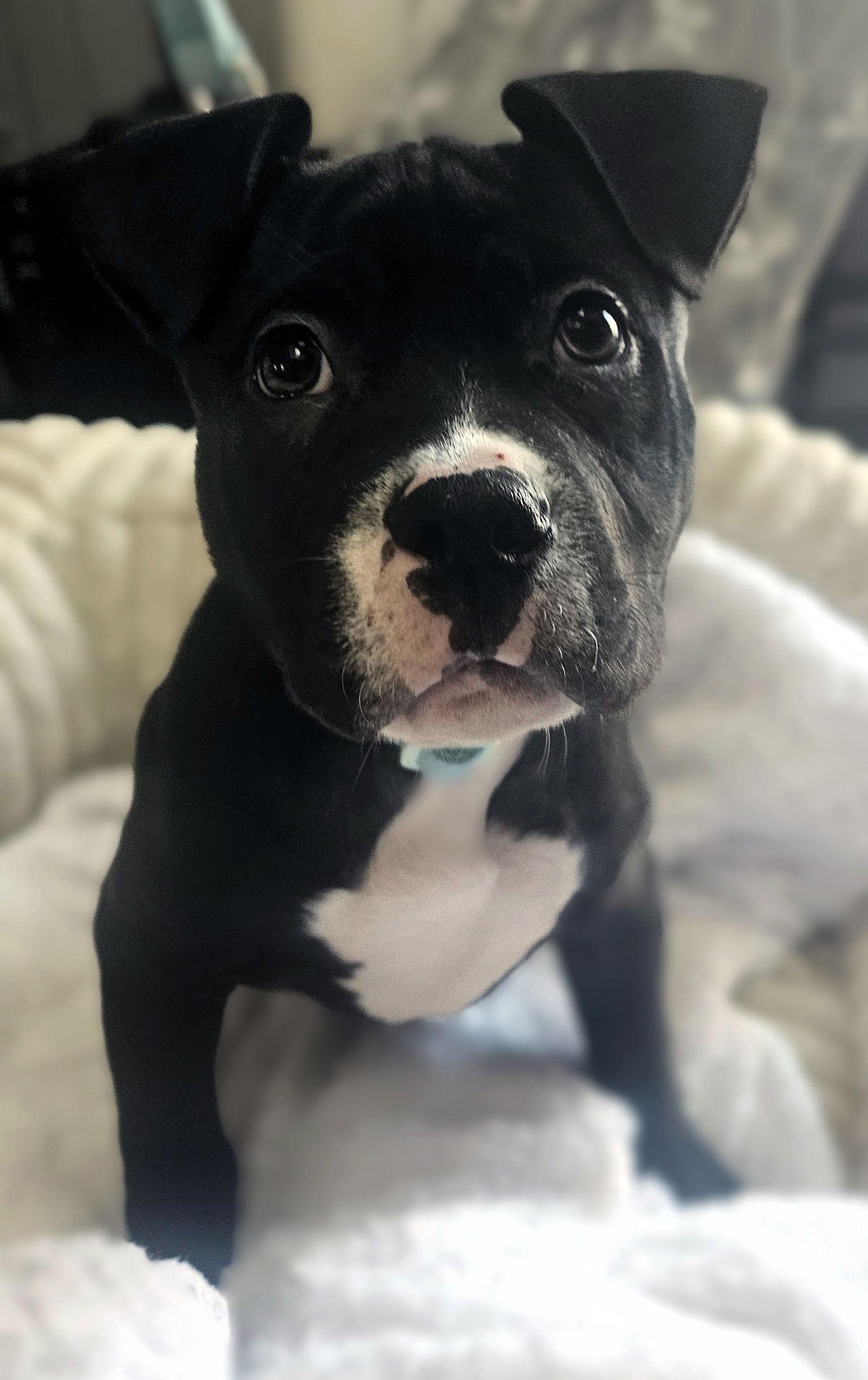 Brussel, Adoptable, Puppy Male Pit Bull Terrier.