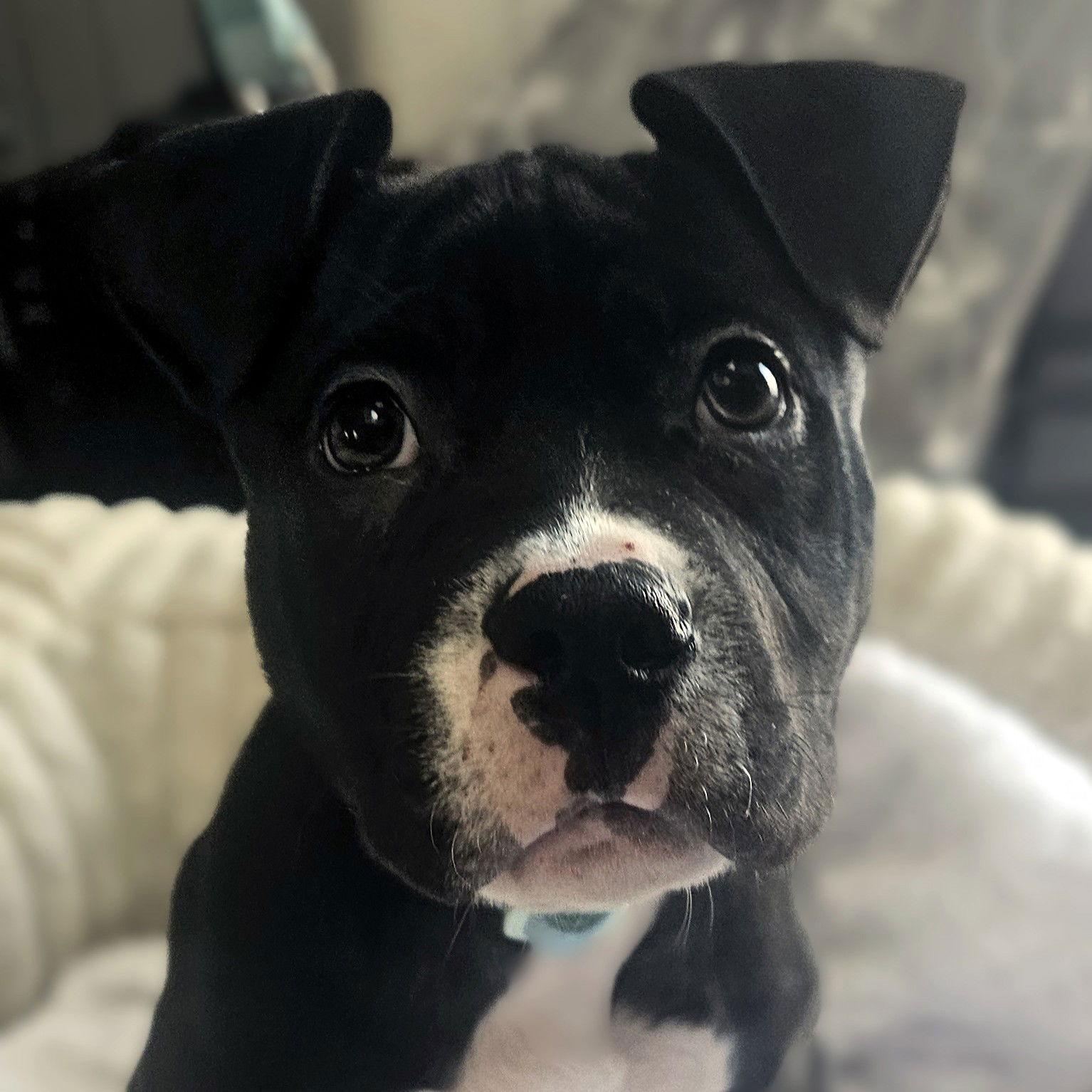 Enlarge Brussel, a Adoptable Pit Bull Terrier in Framingham, MA image 3/3