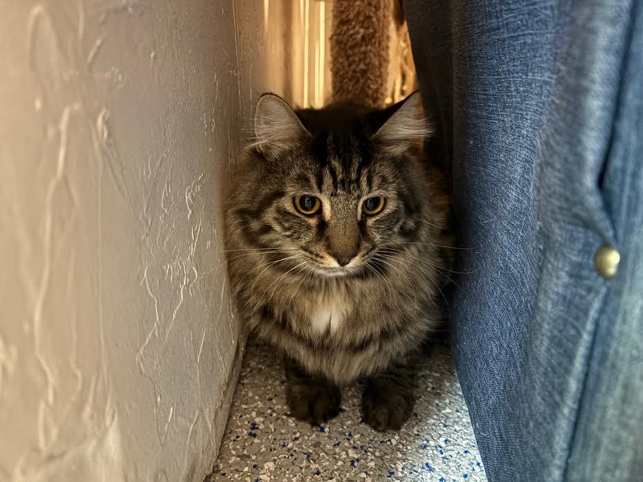 Enlarge Cooper, a Adoptable Domestic Medium Hair in Carson City, NV image 1/1