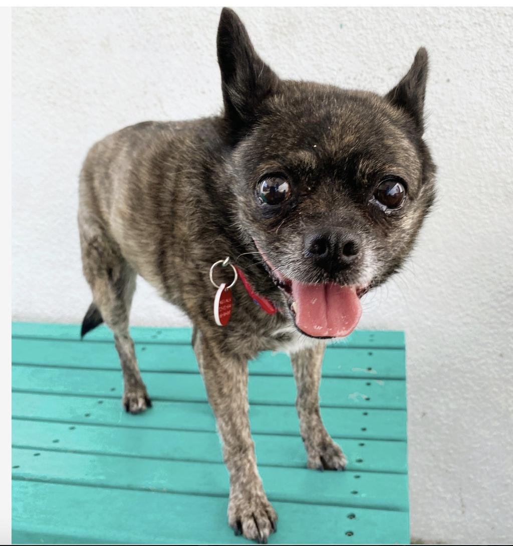 Hello My name is Bertha I was recently rescued so the people at Wags are still getting to know me