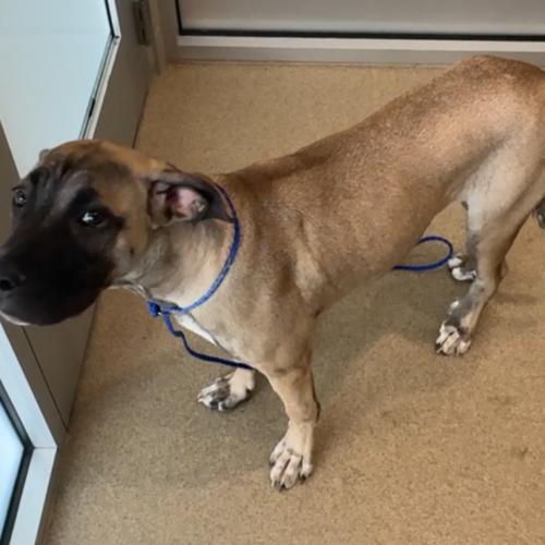 August, a Adoptable mixed breed in Edmond, OK image 1/5