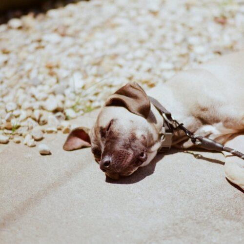 August, a Adoptable mixed breed in Edmond, OK image 2/5