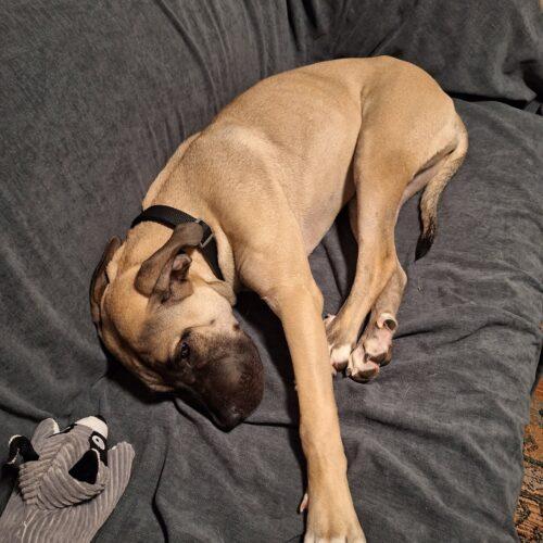 August, a Adoptable mixed breed in Edmond, OK image 3/5